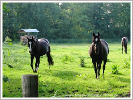 Ostfriesland Wanderweg Pferde