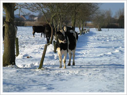 Winter Kühe Nachbarn